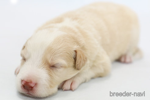 成約済の神奈川県のボーダーコリー-327513の9枚目